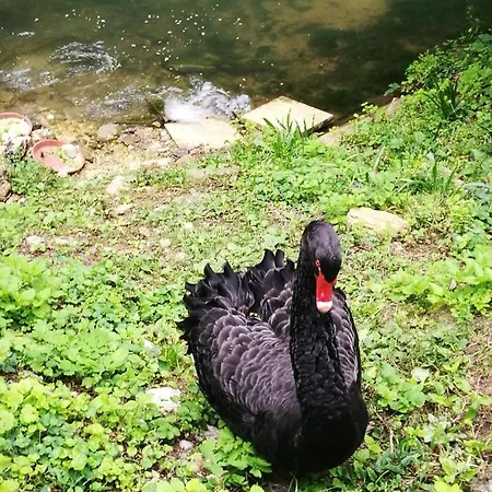 Hotel-restaurant Bibermuehle Gmbh 3* 特恩吉恩