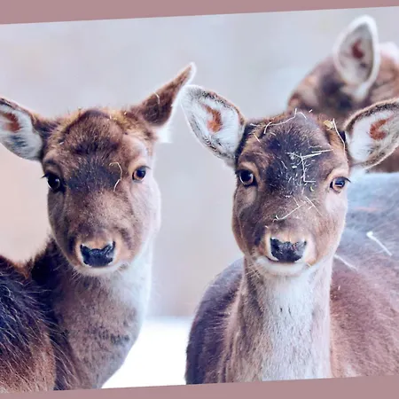 Hotel Hotel-restaurant Bibermuehle Gmbh 3*